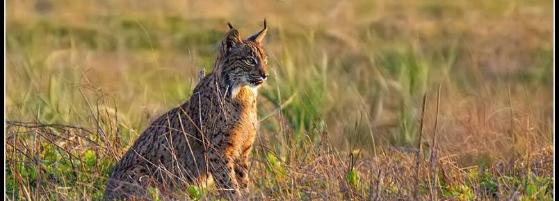 Espécies portuguesas em vias de extinção