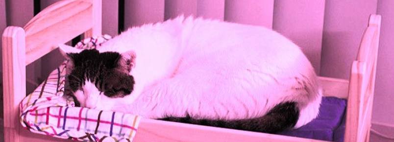 Camas de bonecas transformadas em camas para gatos