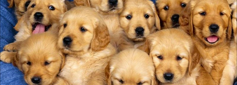 Olhos dos filhotes de cachorro: Em que estágio de desenvolvimento eles abrem?