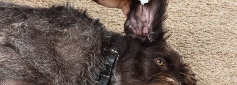Cuidado com o cotonete! Uso pode piorar quadro de otite canina