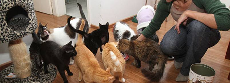 Animais exigem adaptações em casa