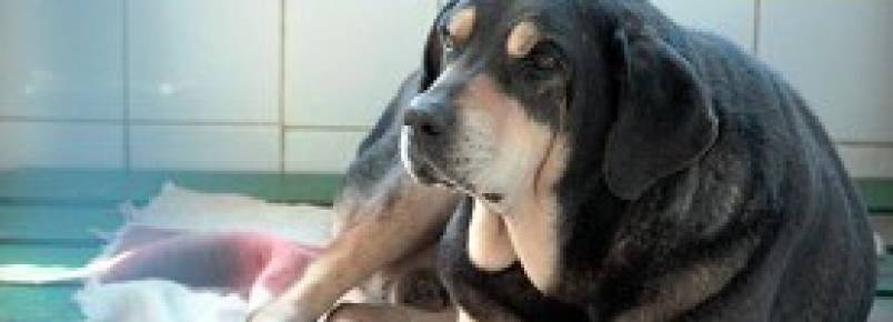FEIRA DE ADOÇÃO DE ANIMAIS ARRECADA COBERTORES EM SANTO ANDRÉ
