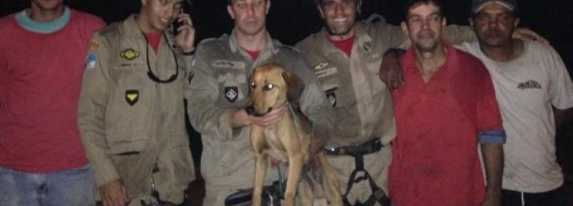 Bombeiros resgatam cachorro que estava preso há dias numa pedreira