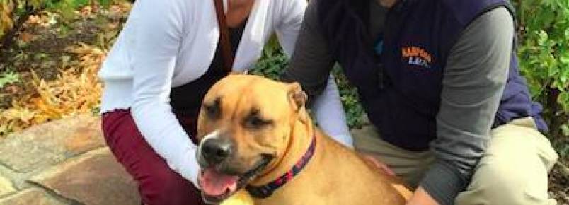 Pit bull salva a vida de seu tutor que teve um ataque cardíaco