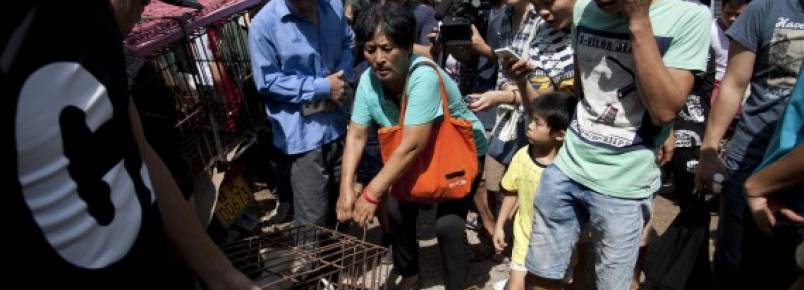 Yang Xiaoyun conseguiu salvar 100 cães do festival de Yulin