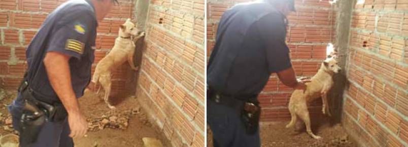 Após denúncia anônima, Guarda Municipal liberta cachorro de cativeiro