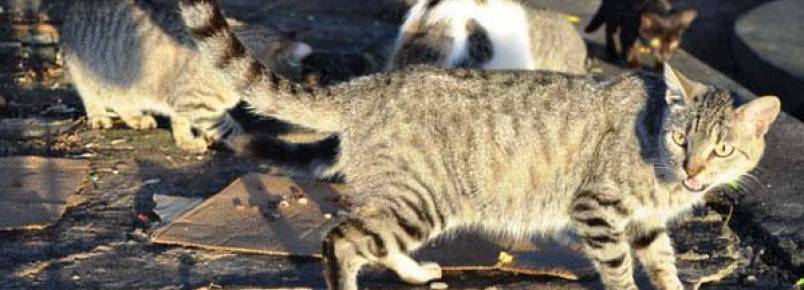 ONG combate maus tratos, abandono e superpopulação de animais em Natal