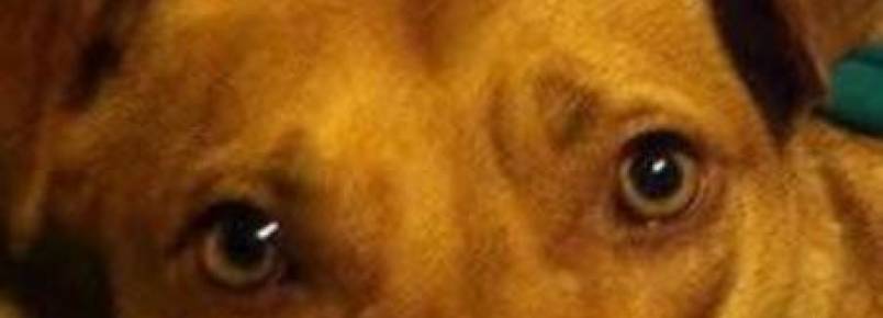 Policiais nos EUA são julgados por matar cão a tiros