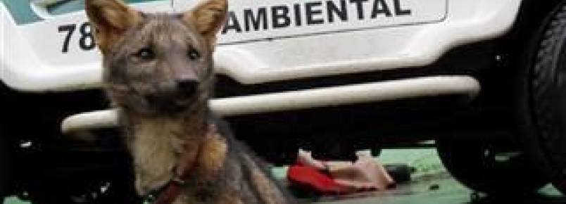 Polcia resgata cachorro-do-mato e aves de cativeiro em Cruzeiro do Oeste