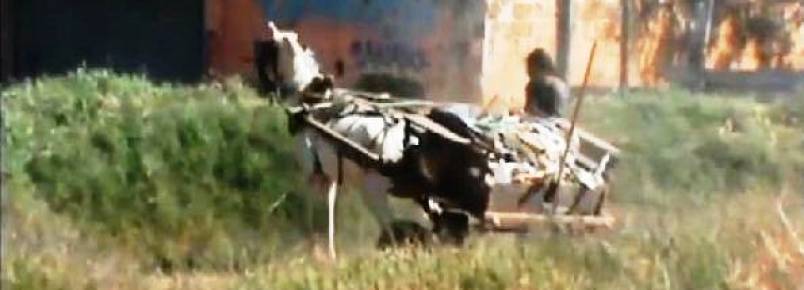 Quase 500 cavalos vtimas de maus-tratos morrem por ano no Distrito Federal