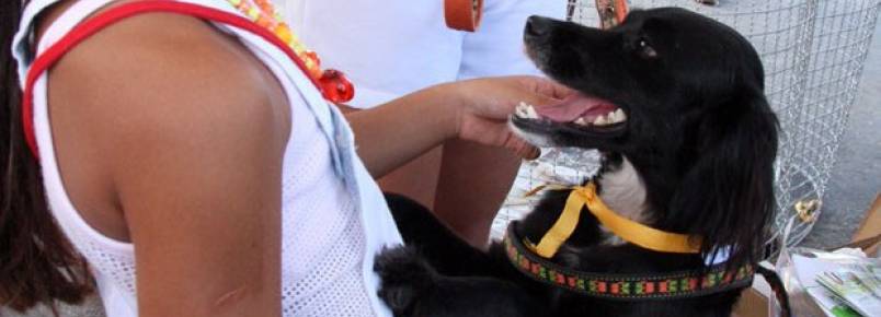 Salvador terá feira de adoção de cães e gatos neste sábado (26)