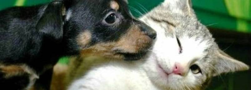 Shopping Recife recebe feira de adoção de animais no próximo domingo