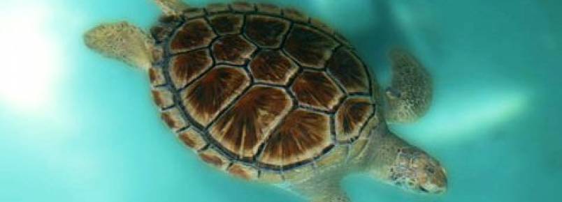 Zoomarine liberta hoje tartaruga-verde aps 10 meses de reabilitao