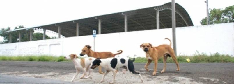 MPE quer estimular adoção de animais domésticos