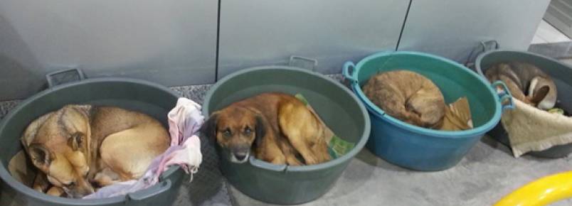 Posto de gasolina acolhe animais abandonados durante o frio em Porto Alegre (RS)