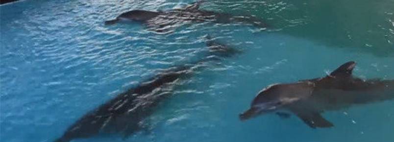 Surfista luta pela libertao de golfinhos confinados