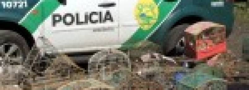 Pssaros silvestres so apreendidos pela Polcia Ambiental em Francisco Beltro