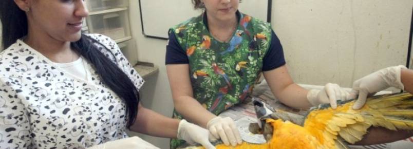 Minas é líder de tráfico de animais no Brasil