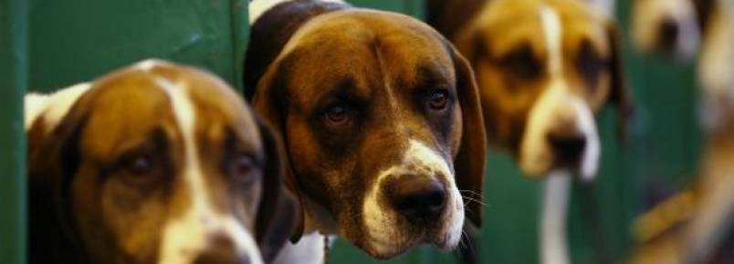 Número de animais abandonados dispara para 30 mil