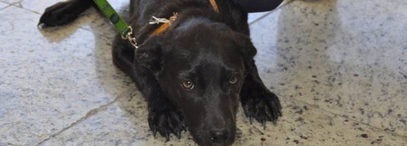 Homem é detido ao abandonar cachorro no Centro de Jundiaí