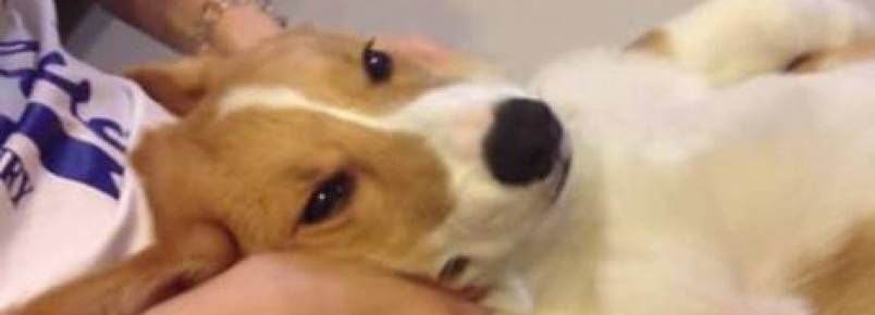 Dono faz massagem em cachorro e vídeo faz sucesso na internet.