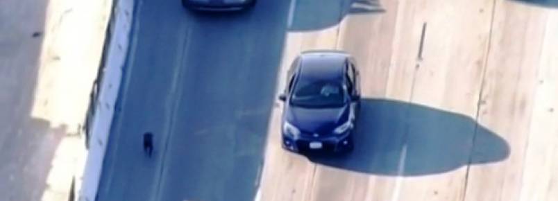 Cão é salvo por motoristas em rodovia nos Estados Unidos