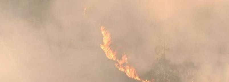 Animais são resgatados após incêndio no Parque de Juquery (SP)