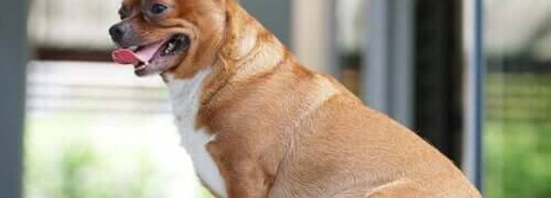 A crcuma pode ajudar a prevenir a obesidade canina?