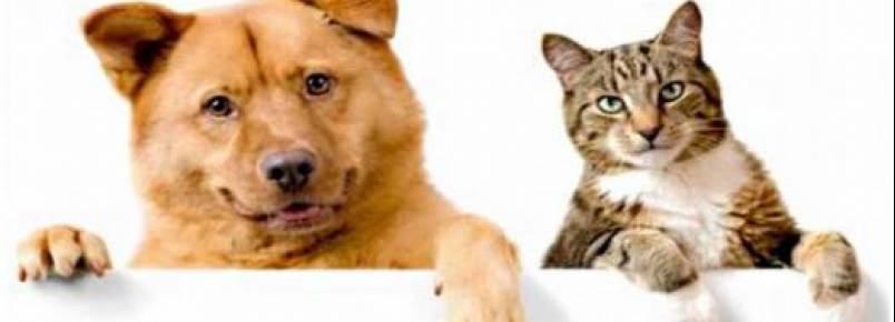 Câmara aprova política de incentivo a quem adotar cães e gatos abandonados
