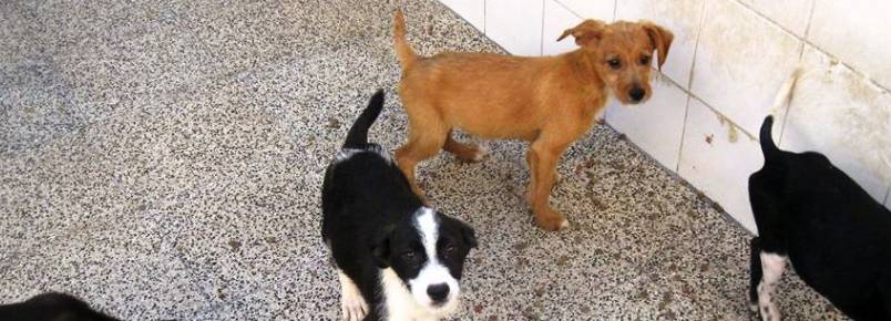 Câmara reforça apoios à Protetora dos Animais de Santarém