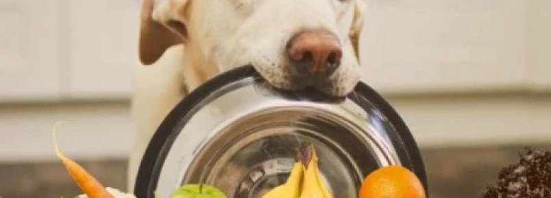 Nutricao personalizada para pets cresce 20% no Brasil