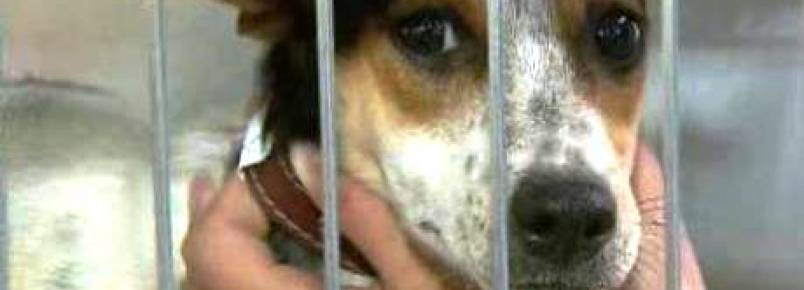 Veterinários promovem Outubro Rosa animal no Parque da Cidade