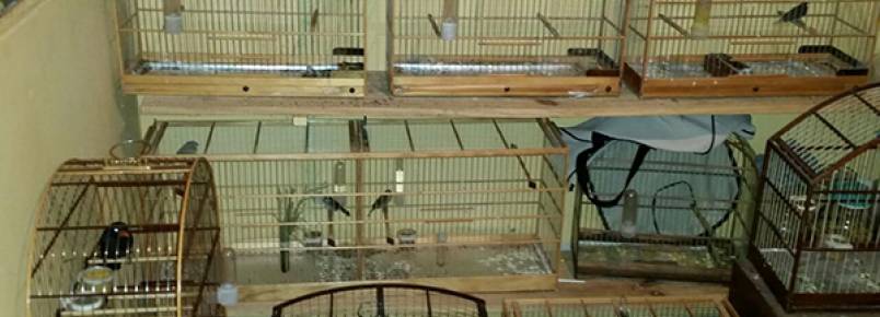 38 aves silvestres so encontradas pela polcia na CIC