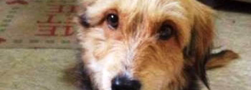 Cão lindinho aguarda um lar em Canoas. Adote!