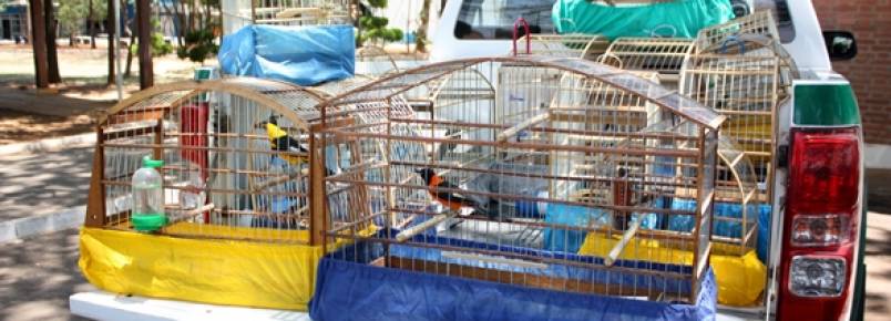 Donos de 40 aves fazem entrega voluntária e escapam de punição