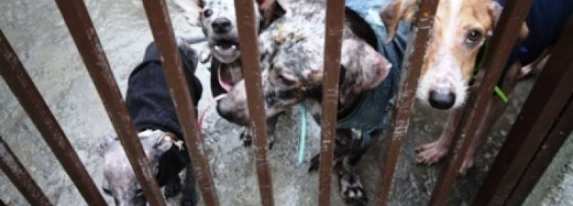 Bem-estar animal agora é lei em Campo Grande (MS)