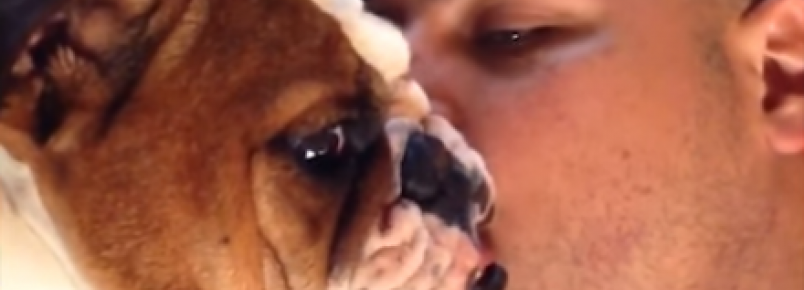 Buldogue que ama carinho não aceita fim dos beijinhos 