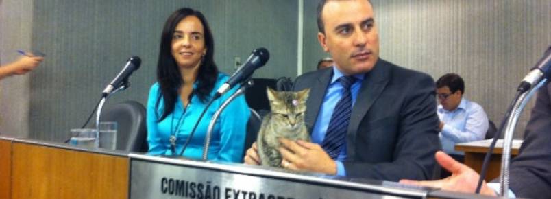 Após dez dias em gabinete da Assembleia de MG, gata muda para o interior