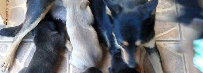 Filhotinhos para adoção em Itabira (MG)