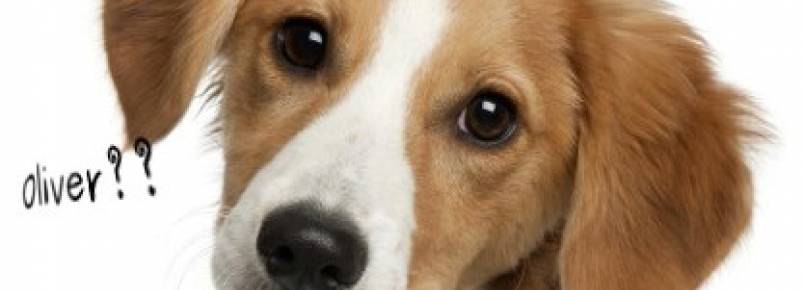10 dicas para escolher o nome ideal para seu cachorro
