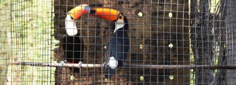 Em um ano, trabalho realizado pelo CRAS possibilita que 600 animais retornem à natureza