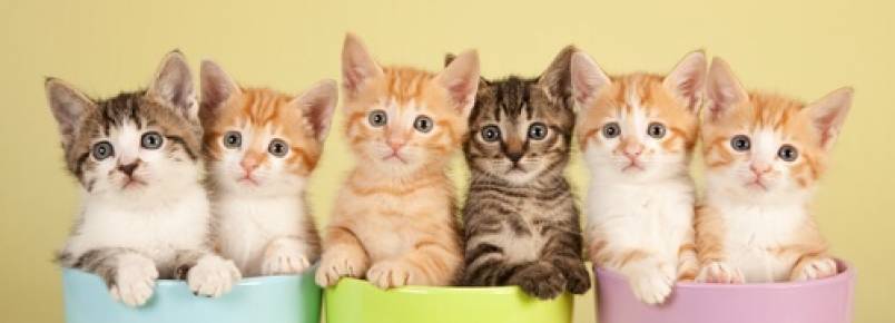 O significado das cores dos gatos