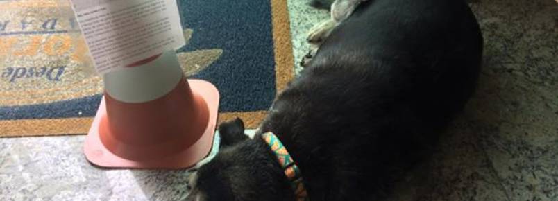 Padaria acolhe cão idoso e é parabenizada nas redes sociais