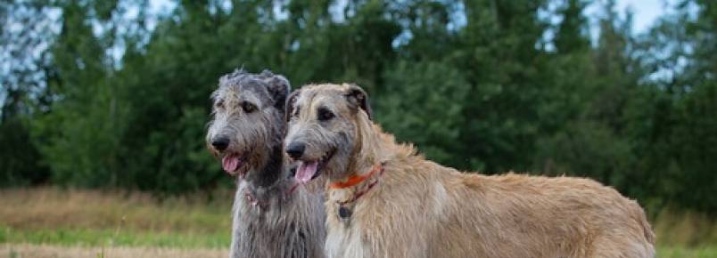 5 raças de cães que têm barba