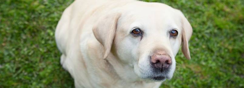 Estudo: cães imitam expressões uns dos outros