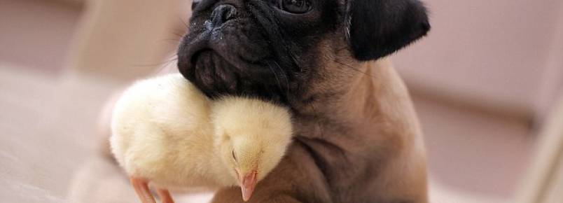 Cachorro e pintinho se tornam melhores amigos