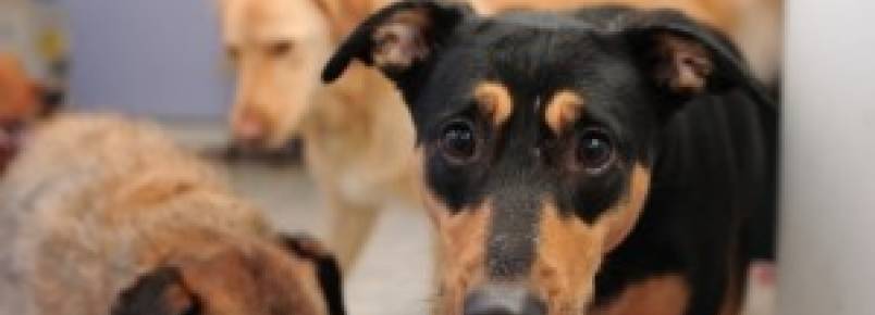 Vantagens de adotar um cão adulto