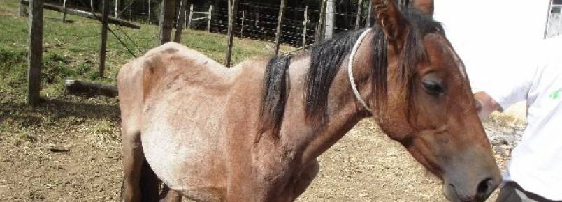 Coordenadoria e núcleo denunciam maus-tratos a cavalos no campus rural da Urcamp