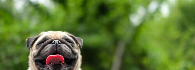 5 comportamentos humanos que os cães não entendem
