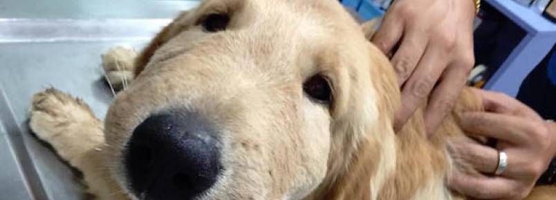 Cachorro fica com o focinho inchado por causa de picada de vespa e sua foto viraliza
